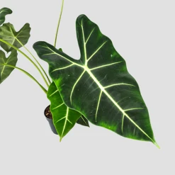 Alocasia Frydek -Green Haven Shop 20220224 140848 PhotoRoom