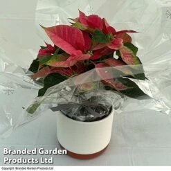 Princettia® 'Pink' - Gift -Green Haven Shop 3141