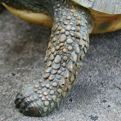 Large Tortoise Garden Animal Ornament 4 Large Tortoise Garden Animal Ornament - Image 4