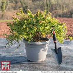 Abelia X Grandiflora 'Kaleidoscope' 11 Abelia X Grandiflora 'Kaleidoscope' -Green Haven Shop ABEL T45379 L