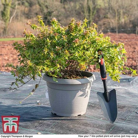 Abelia X Grandiflora 'Kaleidoscope' 5 Abelia X Grandiflora 'Kaleidoscope' - Image 5