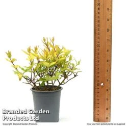 Abelia X Grandiflora 'Kaleidoscope' 13 Abelia X Grandiflora 'Kaleidoscope' -Green Haven Shop ABEL KALEID9CM T50085