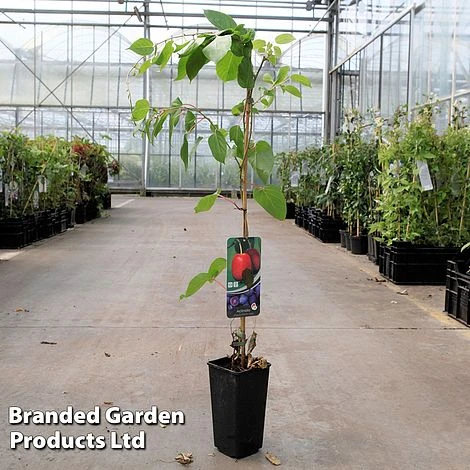 Kiwi 'Ken's Red' 1 Kiwi 'Ken's Red'