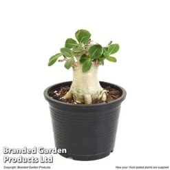 Adenium 'Ansu Baobab' -Green Haven Shop ADEN BAOBA15CM T49835