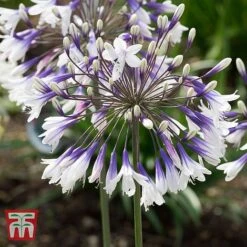 Agapanthus 'Fireworks' -Green Haven Shop AGAP TKA3939 A