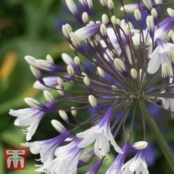 Agapanthus 'Fireworks' -Green Haven Shop AGAP TKA3939 B
