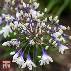 Agapanthus 'Fireworks' -Green Haven Shop AGAP TKA3939 C