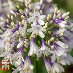 Agapanthus 'Fireworks' -Green Haven Shop AGAP TKA3939 E