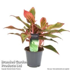 Aglaonema 'Crete' -Green Haven Shop AGLA CRETE12CM T50173