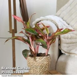 Aglaonema 'Crete' -Green Haven Shop AGLA CRETE T50175