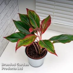 Aglaonema 'Crete' -Green Haven Shop AGLA CRETE W48793