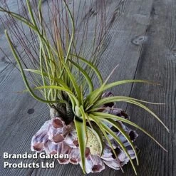 Air Plant Medium Barnacle 5 Air Plant Medium Barnacle -Green Haven Shop AIRP MEDBARNAC S45966
