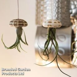 Airplant (Tillandsia) In Sea Urchin -Green Haven Shop AIRP SEAURCH3