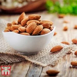 Almond 'Robijn' -Green Haven Shop ALMO DWW3661 D