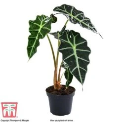 Alocasia X Amazonica -Green Haven Shop ALO KB1116 A