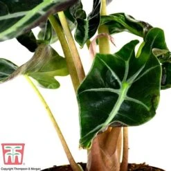 Alocasia X Amazonica -Green Haven Shop ALO KB1116 B