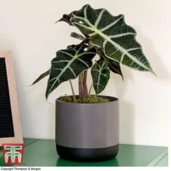 Alocasia X Amazonica -Green Haven Shop ALO KB1116 C