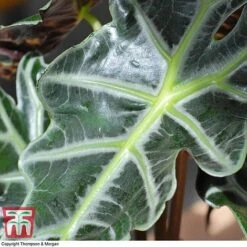 Alocasia X Amazonica -Green Haven Shop ALO KB1116 E
