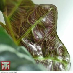 Alocasia X Amazonica -Green Haven Shop ALO KB1116 F