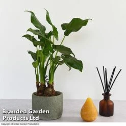 Alocasia Cucullata In Stone Ceramic -Green Haven Shop ALOC CUCULLATA T39658