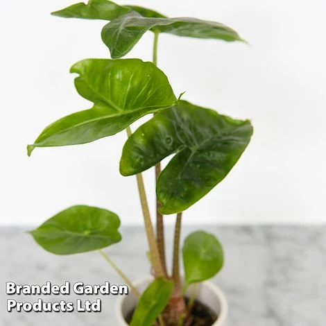 Alocasia Cuprea Mix 2 Alocasia Cuprea Mix - Image 2