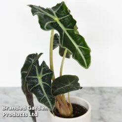 Alocasia Cuprea Mix 10 Alocasia Cuprea Mix -Green Haven Shop ALOC CUPREAMIX KF0872 C