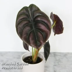 Alocasia Cuprea Mix 11 Alocasia Cuprea Mix -Green Haven Shop ALOC CUPREAMIX KF0872 D