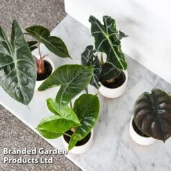 Alocasia Cuprea Mix 12 Alocasia Cuprea Mix -Green Haven Shop ALOC CUPREAMIX KF0872 F
