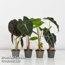 Alocasia Cuprea Mix 13 Alocasia Cuprea Mix -Green Haven Shop ALOC CUPREAMIX KF0872 G