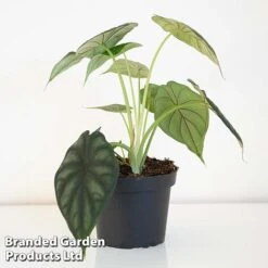 Alocasia 'Dragon Scale' -Green Haven Shop ALOC DRAGON1
