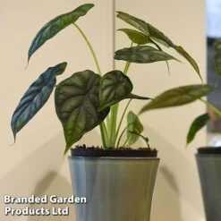 Alocasia 'Dragon Scale' -Green Haven Shop ALOC DRAGON3