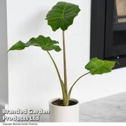 Alocasia 'Portodora' -Green Haven Shop ALOC PORTODORA T52511