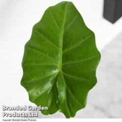 Alocasia 'Portodora' -Green Haven Shop ALOC PORTODORA T52512
