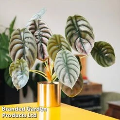 Alocasia 'Red Secret'