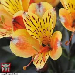 Alstroemeria Summer Trio -Green Haven Shop ALST KA9293 D1
