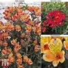 Alstroemeria Summer Trio