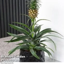 Pineapple Plant -Green Haven Shop ANAN PINEAPPLE A2