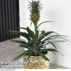 Pineapple Plant -Green Haven Shop ANAN PINEAPPLE B2