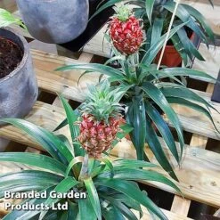 Pineapple Plant 'Rosita' -Green Haven Shop ANAN PINEAPPLE WKF1190