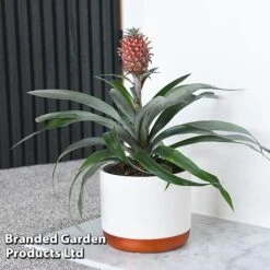 Pineapple Plant 'Rosita' -Green Haven Shop ANAN ROSITAPIN T43899