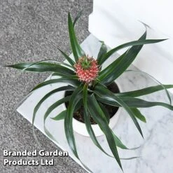Pineapple Plant 'Rosita' -Green Haven Shop ANAN ROSITAPIN T43901