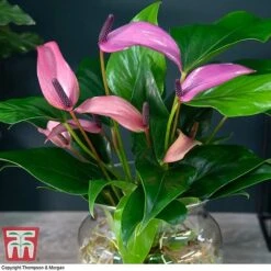 Anthurium Aqua In Sierglass -Green Haven Shop ANTH KB3998 B1