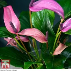 Anthurium Aqua In Sierglass -Green Haven Shop ANTH KB3998 C1