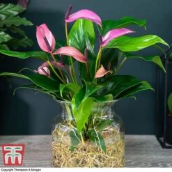 Anthurium Aqua In Sierglass -Green Haven Shop ANTH KB3998 D1