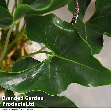 Anthurium 'Arrow' In Hydro Pot 2 Anthurium 'Arrow' In Hydro Pot - Image 2