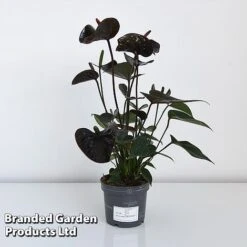 Anthurium 'Black Love' 11 Anthurium 'Black Love' -Green Haven Shop ANTH BLACK12CM T44471