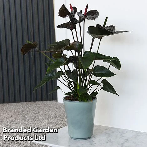 Anthurium 'Black Love' 1 Anthurium 'Black Love'