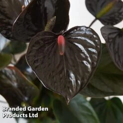 Anthurium 'Black Love' 8 Anthurium 'Black Love' -Green Haven Shop ANTH BLACKLOVE T44474