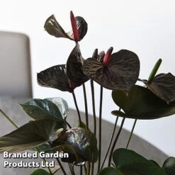 Anthurium 'Black Love' 9 Anthurium 'Black Love' -Green Haven Shop ANTH BLACKLOVE T44476