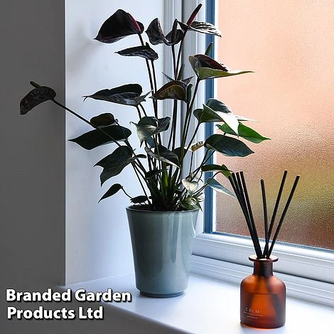 Anthurium 'Black Love' 2 Anthurium 'Black Love' - Image 2